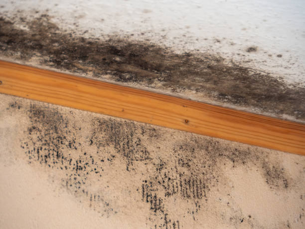 Mold Odor Removal Services in Highland Park, PA